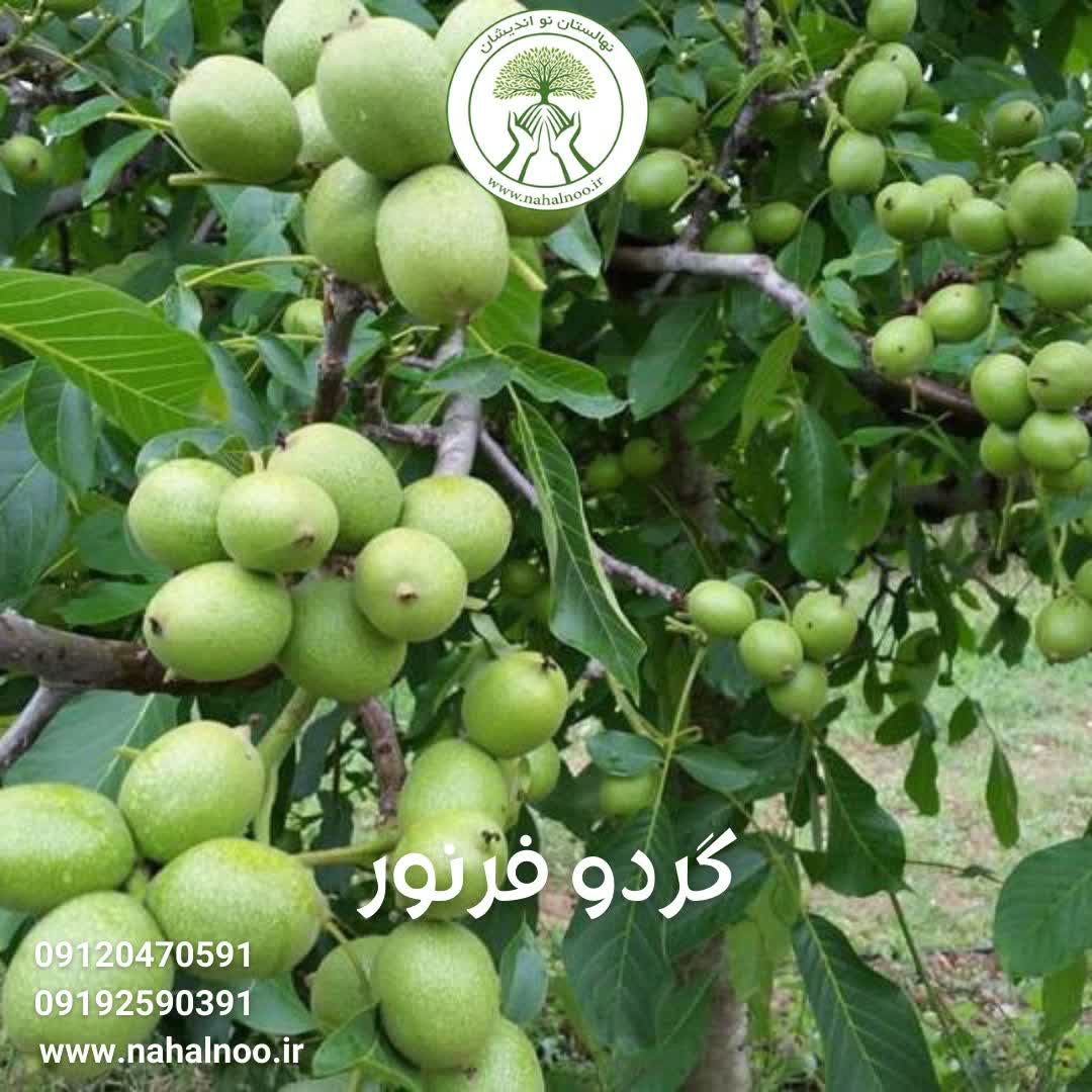 نهال گردو فرنور | نهالستان نو اندیشان